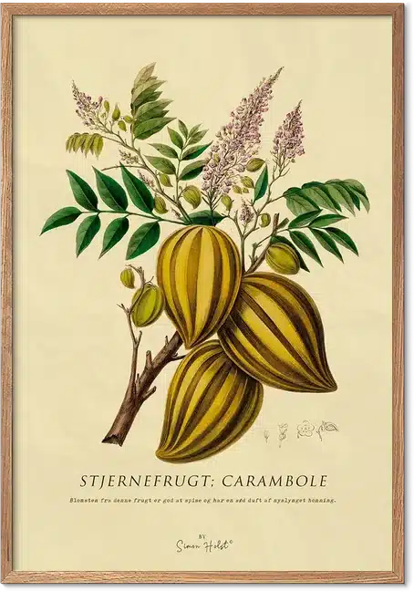 Stjernefrugt Plakat