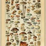 Svampe - Adolphe Millot