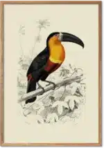 Tukan plakat