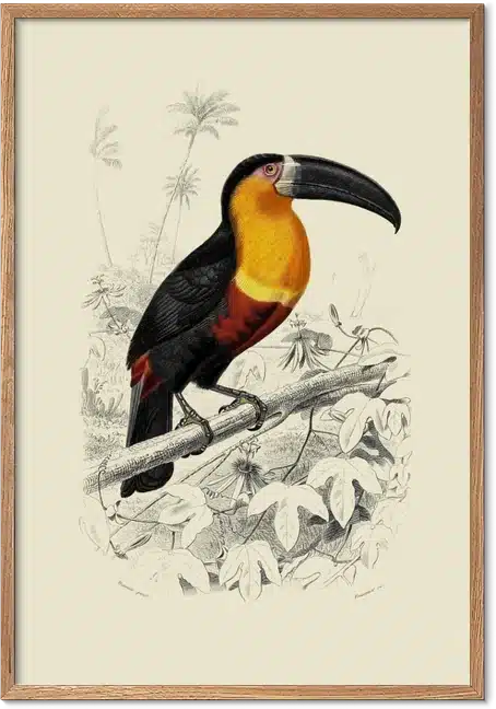 Tukan plakat