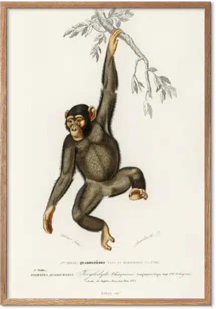 Chimpanse retroplakat – vintage naturhistorisk dyreillustration