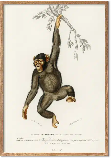 Chimpanse retroplakat – vintage naturhistorisk dyreillustration