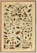 Insekter plakat af Adolphe Millot – naturhistorisk vintage illustration
