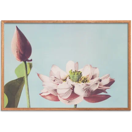 Lotus Flowers Horisont