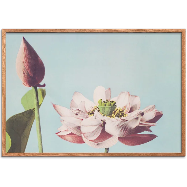 Kazumasas vintage-fotografi af rosa lotusblomst og knop mod lyseblå himmel i horisontalt format