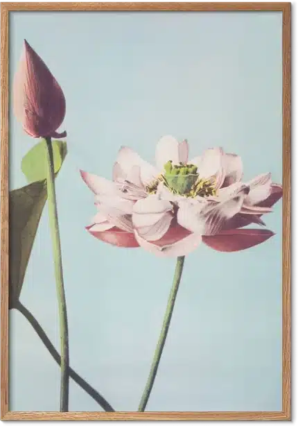 Lotus Flowers