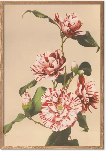 Striped Camellias