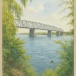 Middelfart Plakat i akvarel format, hvor et marsvin svømmer gennem lillebælt bugt, men man kan se den gamle lillebæltsbro i baggrunden.