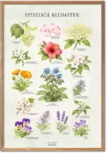Spiselige blomster plakat – farverig oversigt over spiselige blomster til madlavning