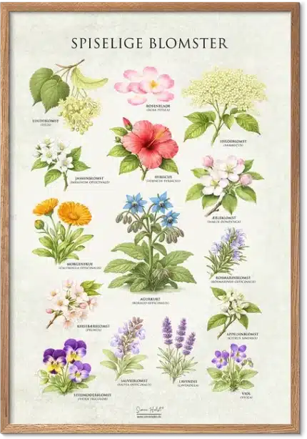 Spiselige blomster plakat