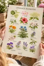 Spiselige blomster plakat i solhave med oversigt over spiselige blomster